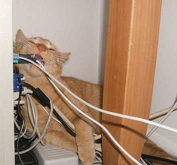 bg right assets/cat-chewing-cable.jpg